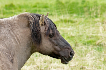 A portrait of a Konik Pony against grassy background