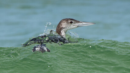 Closeup of one Common Loon swimming