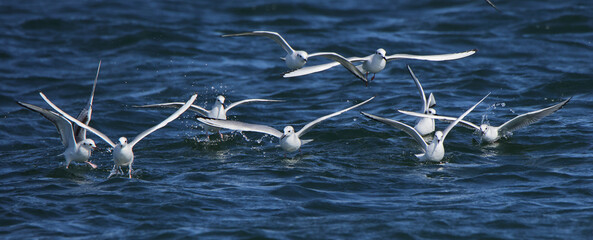 Nine seagulls s[;aching on the surface of the ocean