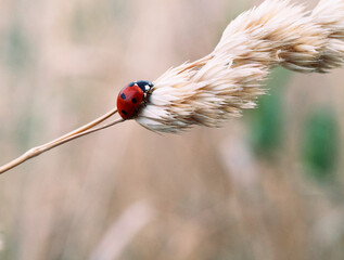 ladybird on a branch © Costache Sabin