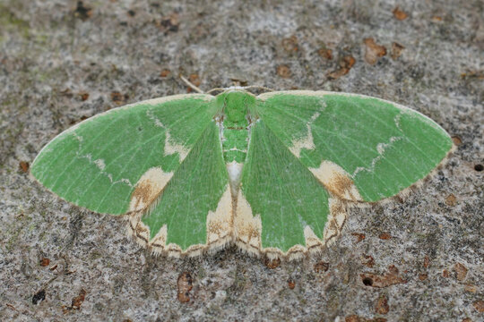 Closeup on a fresh green blotched emerald geometer moth, Comibaena bajularia, sitting with spread wings