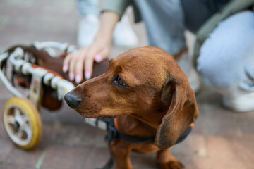 Pet owner giving a stroke to a paralyzed dachshund on a wheel chair. Handicapped dog on a cart