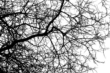 Tree branch silhouette on transparent background