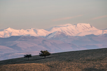 Two isolated trees on Subasio mountain, with Mt.Vettore covered by snow in the background - 614542091