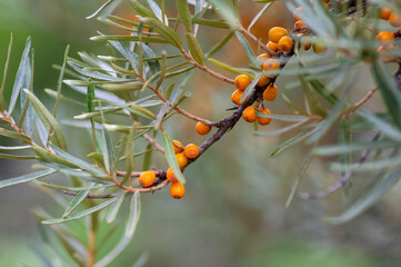 Hippophae rhamnoides common sea bucthorn ripened orange fruits on branches