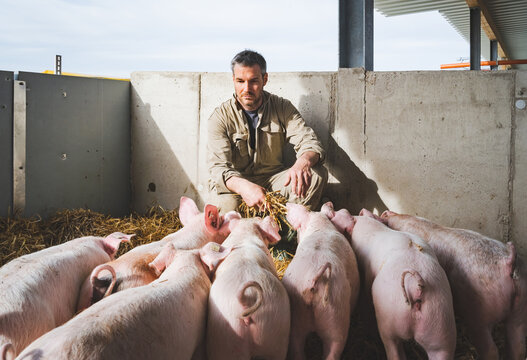 Junglandwirt kniet in einer Bewegungsbucht und schaut nach der Gesundheit der Schweine.
