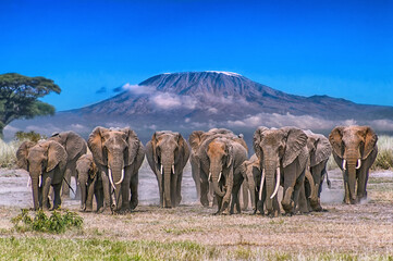 Elephant Parade Across Amboseli Plain with Mt. Kilimanjaro in Background