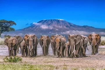 Fototapete Kilimandscharo Elephant Parade Across Amboseli Plain with Mt. Kilimanjaro in Background