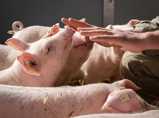 Neugierige  Ferkel schnuppern an Händen eines Landwirtes, in ihrer Bewegungsbucht.