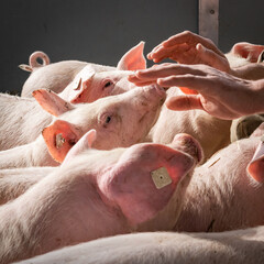 Neugierige  Ferkel schnuppern an Händen eines Landwirtes, in ihrer Bewegungsbucht.