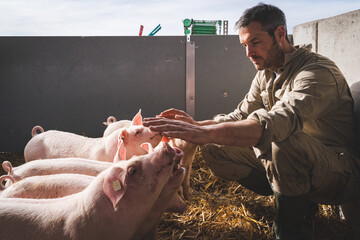 Junglandwirt wird von seinen Schweinen eingekreist, als er sich in der Bewegungsbucht mit Stroh...