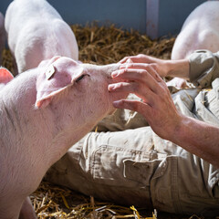 Gesunde, muntere Schweine in einer Bewegungsbucht mit Stroh, auch der Landwirt genießt es.