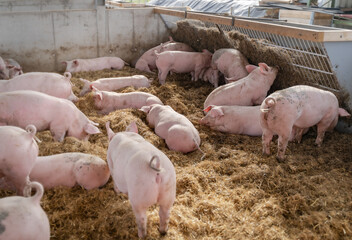 Mehr Tierwohl geht fast nicht, Schweine in eingestreuten Liegebuchten eines Schweinestalles der...