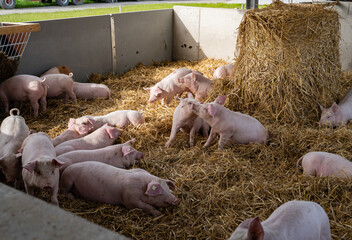 Mehr Tierwohl geht fast nicht, Schweine in eingestreuten Liegebuchten eines Schweinestalles der...