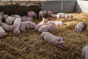 Mehr Tierwohl geht fast nicht, Schweine in eingestreuten Liegebuchten eines Schweinestalles der Haltungsstufe 4.