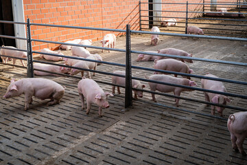 Außenbereich eines Schweinestalles der Haltungsstufe 4, geräumige Bewegungsbuchten für Mastschweine.
