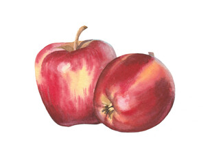 Apples,fruits, watercolor illustration. Stickers, print, pictures for alphabet blocks