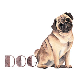 Pug dog, watercolor drawing. Names of animals, for learning the alphabet, pictures for alphabet blocks, postcard