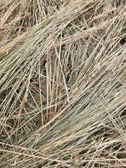 Dry grass. Dried cut grass. Hay. Dry grass background