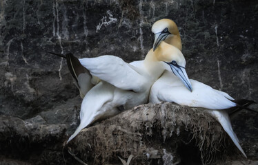 Gannet