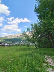 landscape with a tree