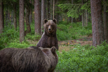 A lone wild brown bear also known as a grizzly bear (Ursus arctos) in an Estonia forest, image shows a curious young bear standing up the get a better view of an approaching bear.