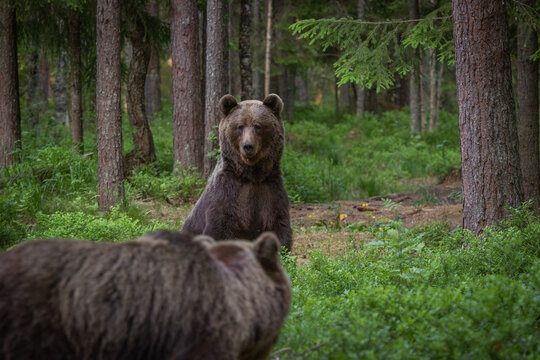 A lone wild brown bear also known as a grizzly bear (Ursus arctos) in an Estonia forest, image shows a curious young bear standing up the get a better view of an approaching bear.