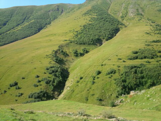 Georgia nature in summer time