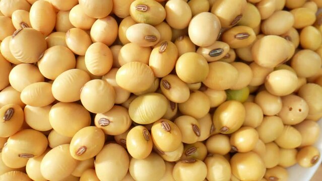 The soybeans appear oval-shaped and typically range in size from 5 to 10 millimeters in diameter. The outer skin of the soybean is usually a light beige or pale yellow color. Soybeans background
