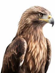 Obraz premium Eagle on white background, graphic asset, AI