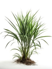 Fototapeta premium Plant in summer on white background, graphic asset of greenery, AI