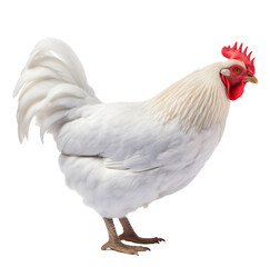 Fototapeta premium Hen isolated on the transparent background PNG. AI generative.