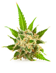Cannabis flower with trichomes and orange hairs and leaves