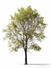 Tree in spring on white background, graphic asset for trees, AI