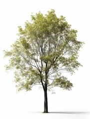 Obraz premium Tree in spring on white background, graphic asset for trees, AI