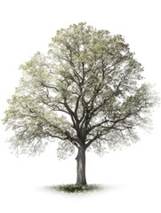 Tree in spring on white background, graphic asset for trees, AI