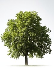 Tree in summer on white background, graphic asset for trees, AI