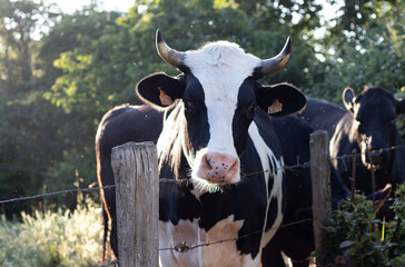 Photo d'une vache Prim'Holstein avec des cornes dans un pré derrière une clôture en France à l'aube au levé du soleil