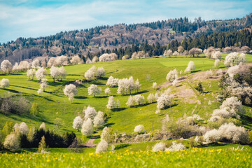 Spring Slovakia landscape. Nature fields with blooming cherries. Unique ecological land management. Polana region, Hrinova, Slovakia Europe. © Zedspider
