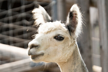 Obraz premium Weißes Alpaka 