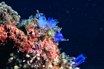 Obraz na płótnie Canvas ascidia underwater wildlife animal tropical sea