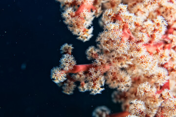 coral underwater flowers seascape abstract texture