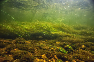 Fototapeta na wymiar green algae underwater in the river landscape riverscape, ecology nature