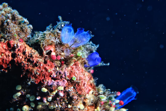 ascidia underwater wildlife animal tropical sea