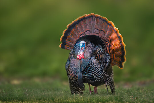 Portrait of a wild turkey in display on grass with the forest in the background