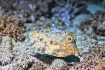 fish cow underwater photo horned coral tropical animal macro