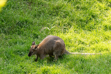Kangaroo auf der Wiese 
