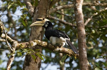 Great hornbill perched on a tree branch, Borneo, Malaysia 