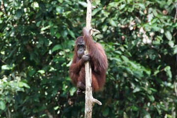Wild Orangutan in the Borneo rainforest, Malaysia 