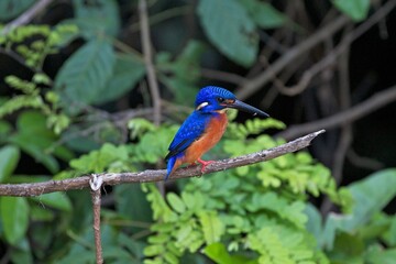 Kingfisher a beautiful small bird of Borneo rainforest, Malaysia 